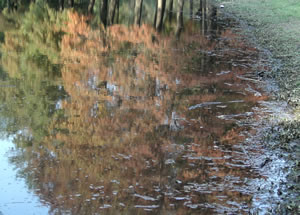 reflected autumn.jpg